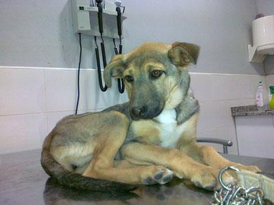 Kandi cachorra pastor alemán de seis meses necesita una oportunidad. (Valencia)