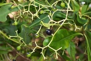 Duboisia (Duboisia myoporoides)sedante