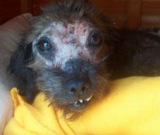 Historias de adoptados. Sur