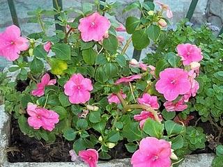 Consejos para el riego