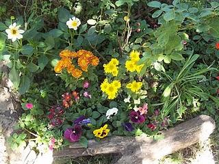 Consejos para el riego