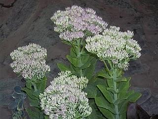 Consejos para el riego