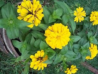 Consejos para el riego