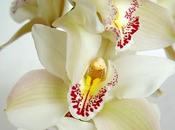 Cymbidium