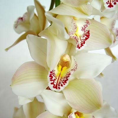 Cymbidium