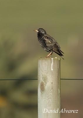 La selección sexual en las aves: adornando el nido