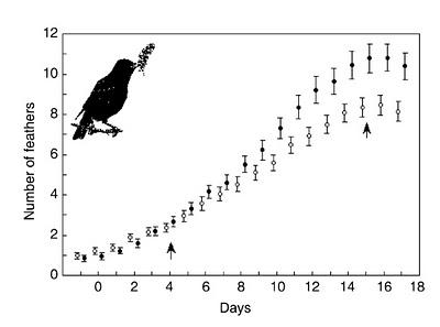 La selección sexual en las aves: adornando el nido