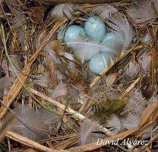 La selección sexual en las aves: adornando el nido