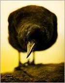 1291303447_9a78f5377b 1291303447_9a78f5377b