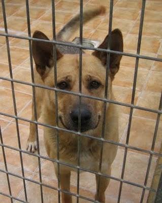 IN MEMORIAN de un olvidado, de un sin nombre que habitaba en un chenil de una perrera.....