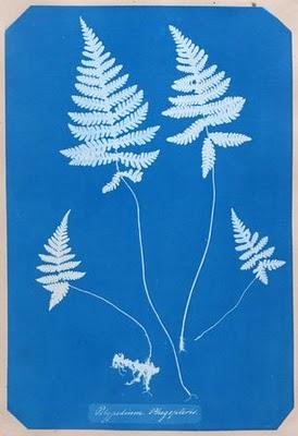 Flores, hojas, ramas y helechos sobre fondo azul