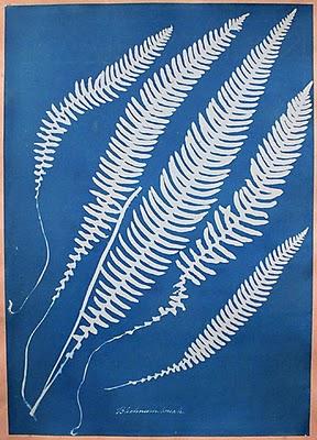 Flores, hojas, ramas y helechos sobre fondo azul