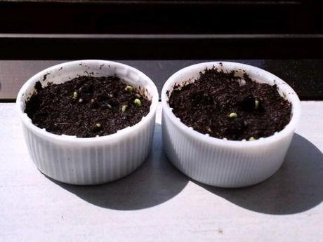 Un Jardín el tapón de un refresco