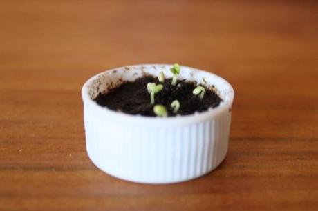 Un Jardín el tapón de un refresco