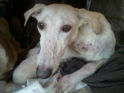 Carlota, galga que necesita ayuda. MUY URGENTE (Hellin, Albacete)