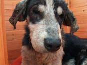 Toño, otra imagen terrible maltrato abandono. (Cuenca)