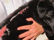 Cachorrita labradora meses edad rociada liquido abrasivo