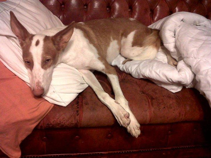 Santa y Romy nos vuelven a visitar :)