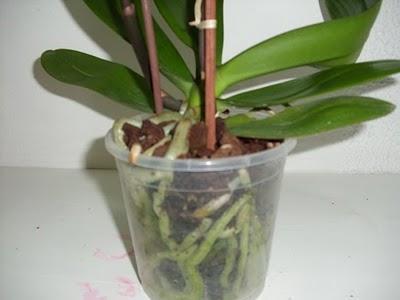 Las Orquídeas - Sustrato y Fertilización