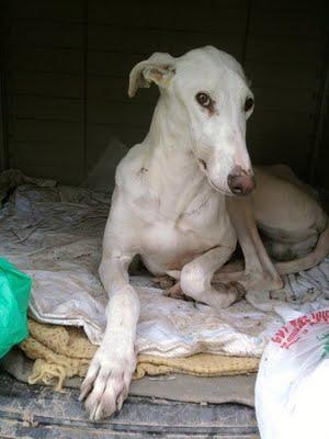 Algodón, precioso galgo en adopción.