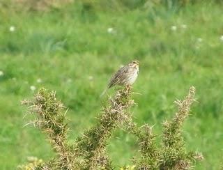 Más paseriformes de campiña