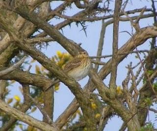 Más paseriformes de campiña