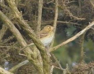 Más paseriformes de campiña