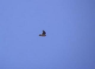 Más paseriformes de campiña