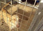 Golosina,perrita encantadora añito perrera Madrid