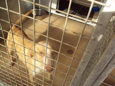 Golosina,perrita encantadora de un añito perrera SOS Madrid