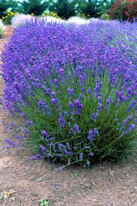 Las Lavandas, una planta exquisita.//Espilegos