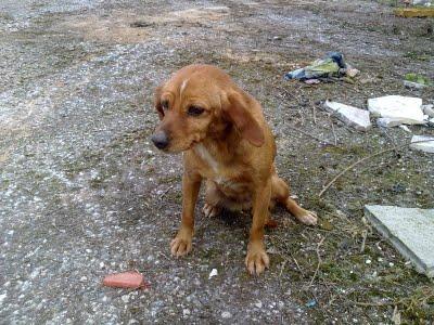 ¡¡¡URGENTE!!! perrita cruce de cocker abandonada poligono industrial. (Merida)