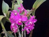 Cattleya intermedia