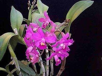 Cattleya - Cattleya intermedia