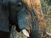 GoDaddy Criticado Video muestra Matando Elefante﻿ Dilema Ético?