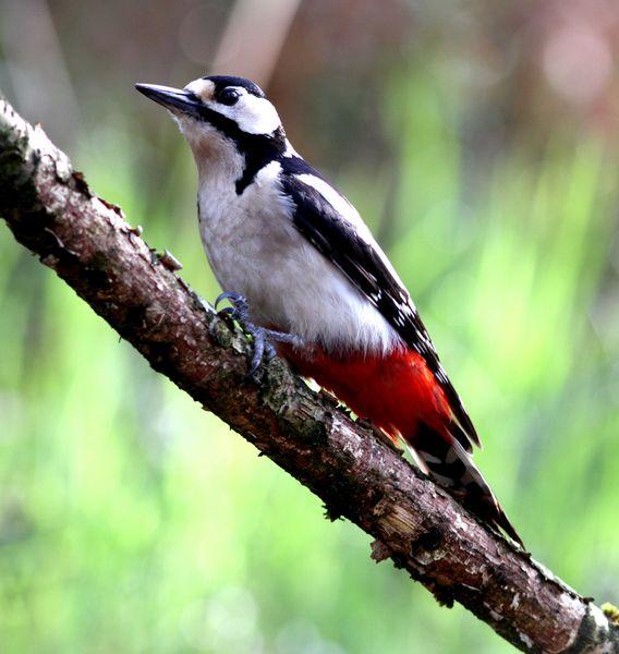 PRIMAVERA EN EL BOSQUE DE ORGI