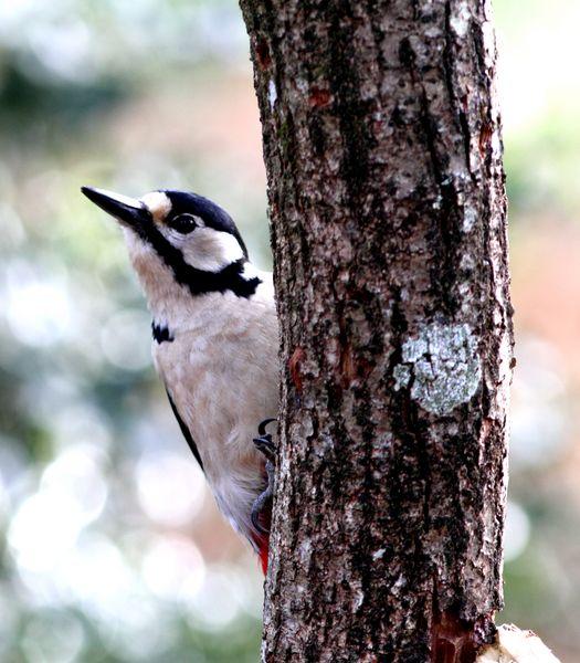 PRIMAVERA EN EL BOSQUE DE ORGI
