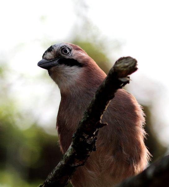 PRIMAVERA EN EL BOSQUE DE ORGI