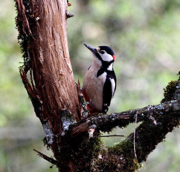 PRIMAVERA EN EL BOSQUE DE ORGI