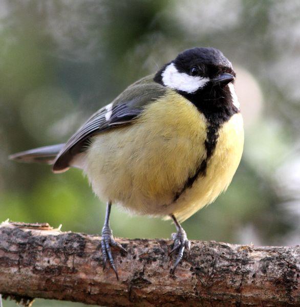 PRIMAVERA EN EL BOSQUE DE ORGI
