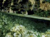 Hábitats Peligro Conclusiones Referencias Bibliográficas