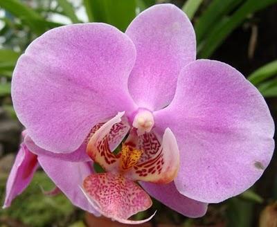 Las Orquídeas - Riego y Trasplante