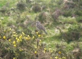 Empiezan a cantar los bisbitas alpinos