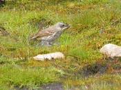 Empiezan cantar bisbitas alpinos