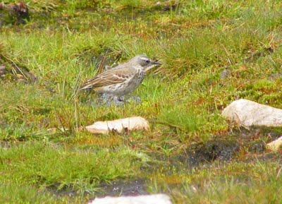 Empiezan a cantar los bisbitas alpinos