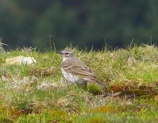 Empiezan a cantar los bisbitas alpinos