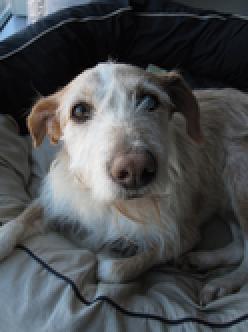 Betty, preciosa podenca en adopción.