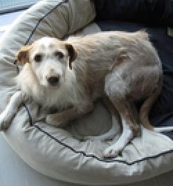 Betty, preciosa podenca en adopción.