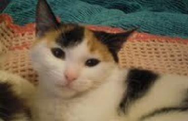 Kitty, preciosa gatita tricolor.