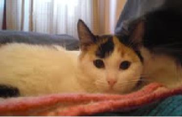 Kitty, preciosa gatita tricolor.